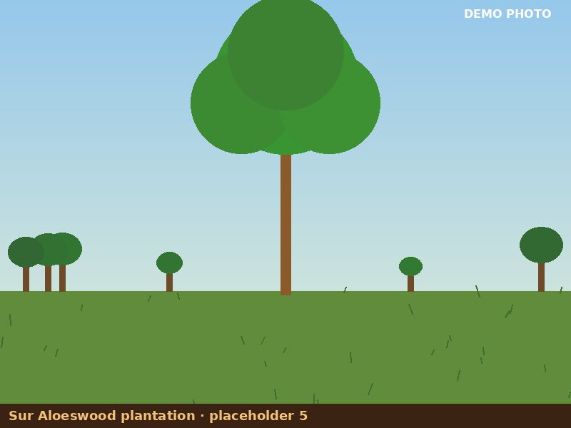 Plantation placeholder 5