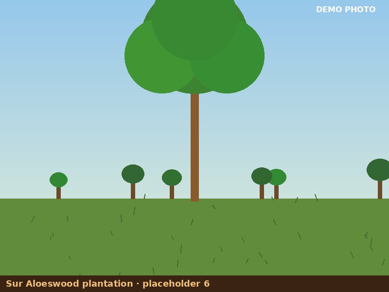 Plantation placeholder 6